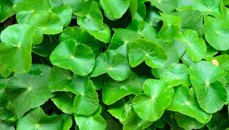 Centella asiática crema: propiedades y casos de uso